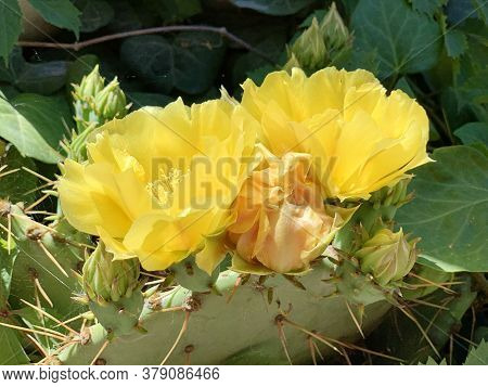Cactus With Thorns Blooms With Large Yellow Flowers, There Are Still Buds That Have Not Opened, Gree