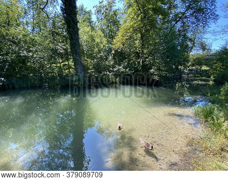 Ducks On Small Lakes Or Ponds Along The Glatt River - Zürich (zuerich Or Zurich), Switzerland (schwe