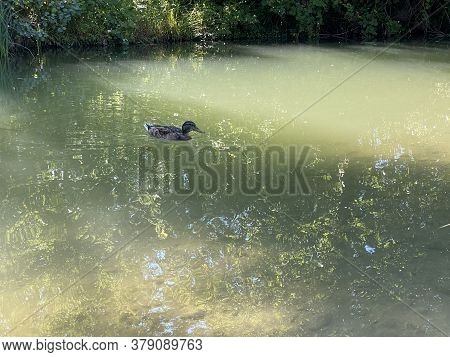 Ducks On Small Lakes Or Ponds Along The Glatt River - Zürich (zuerich Or Zurich), Switzerland (schwe