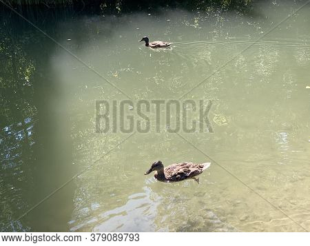 Ducks On Small Lakes Or Ponds Along The Glatt River - Zürich (zuerich Or Zurich), Switzerland (schwe