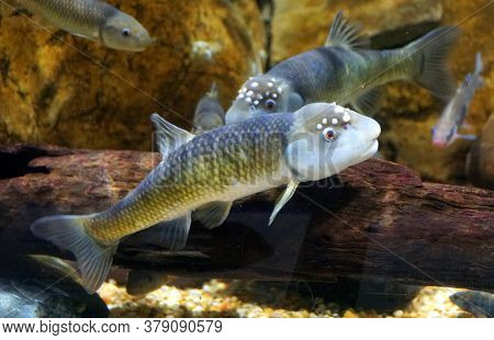 A Male Bluehead Chub, A Freshwater Fish, Inside An Aquarium