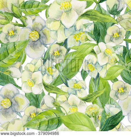 Summer Floral Seamless Pattern.  White Jasmine Flowers. Can Be Used For Printing Fabric Decor, Texti