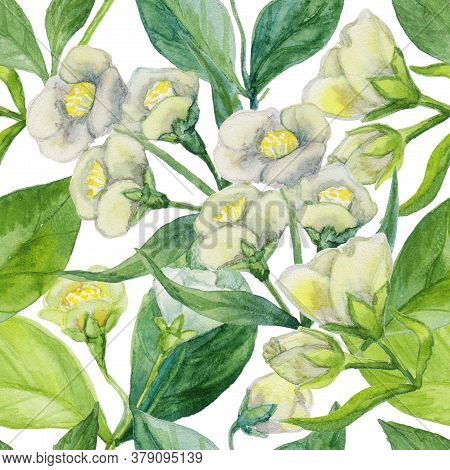 Seamless Watercolor Floral Pattern On A White Background. White Jasmine Flowers. Can Be Used For Pri