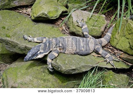 Varan