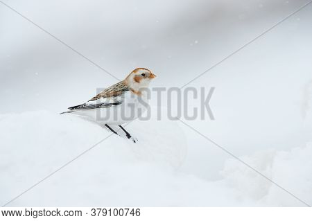 Snow Bunting (plectrophenax Nivalis), A Little Bird Photographed In Winter Looking For Food In The S