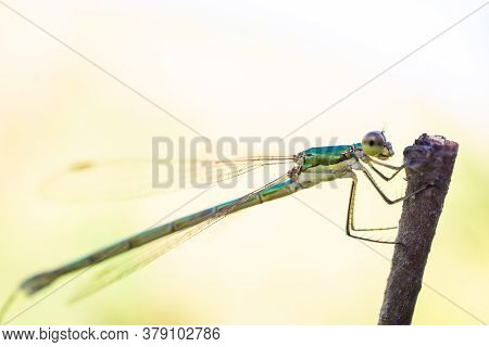 Dragonfly Sitting On A Dry Stick, Wildlife. A Thin Blue Dragonfly Sits On A Narrow Leaf Of Grass. Ou