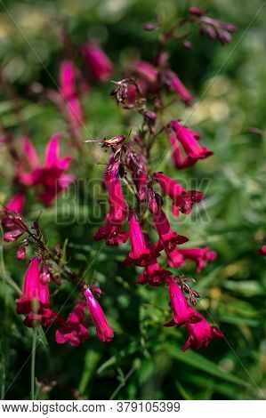 Beardtongue Red Penstemon Plant Growing In Summer Garden Flower Border