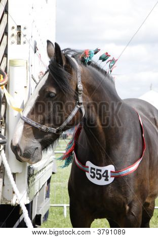 Shirehorse gotowy do Pokaż
