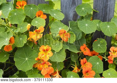 Nasturtium In Glory By A Cedar Fence In Raised Garden,