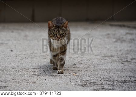 Walking Stray Cat, Pet Portrait Of Young Male Cat. Focus On Foreground