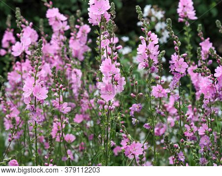 Beautiful Pink Prairie Mallow Flowers In A Garden, Variety Sidalcea Sussex Beauty