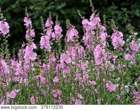 Beautiful Pink Prairie Mallow Flowers In A Garden, Variety Sidalcea Sussex Beauty