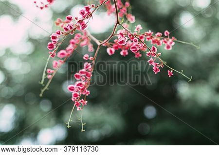 Selective Focus Coral Vine Mexican Creeper Confederate Vine. Close-up Coral Vine Mexican Creeper Pin