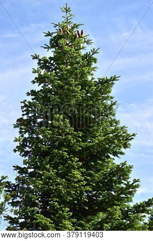 White Fir Tree Needle Conifer Evergreen Nordmann