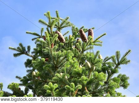 White Fir Tree Needle Conifer Evergreen Nordmann