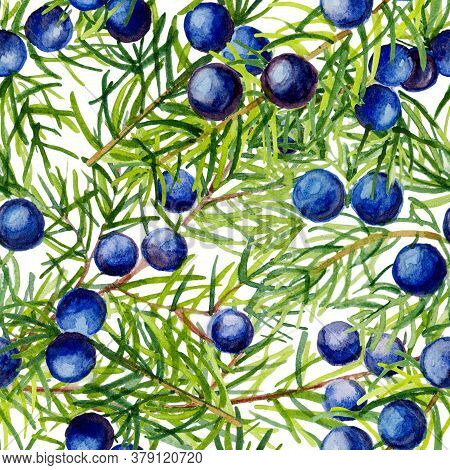 Juniper Seamless Pattern. Hand Drawn Illustration Branch With Berries On White Background. Can Be Us