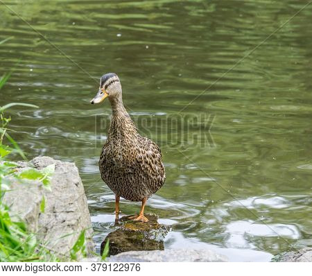 A Dusck Stands Near A Pond And Looks Into The Camera In Normandy Park, Washington.