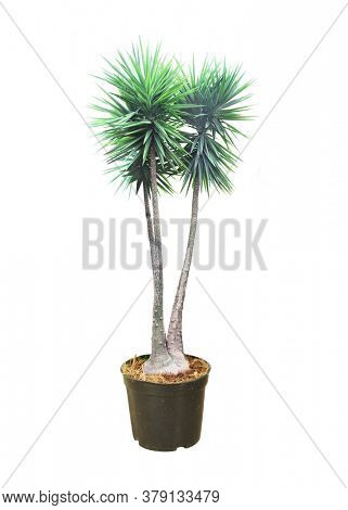 Tropical plant Dracaena. Decorative houseplant Dracaena palm in pot. Isolated on white background