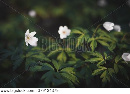 Wild White Forest Flower Anemona In Forest