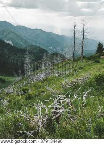 Dead Dry Forest Mountain, Bare Trunks Of Fir Trees Against A Background Of Bright Green Grass And Hi
