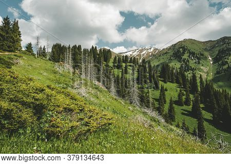 Mountain Landscape With Dead Trunks Of Fir, Almaty, Kazakhstan, Zailiysky Ridge Alatau, Almaty, Kaza