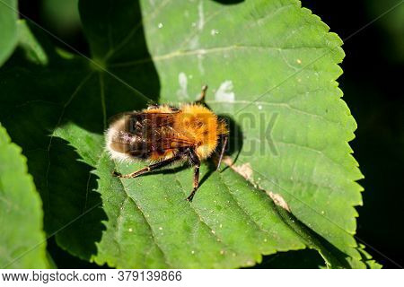 Close Up Of A Bee-like Insect On A Leaf.
