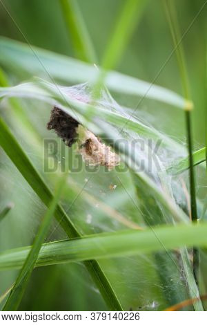 Spider Nest With Lots Of Little Baby Spiders Hidden In The Grass.