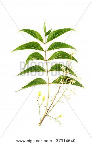 Neem listy azadirachta Indica