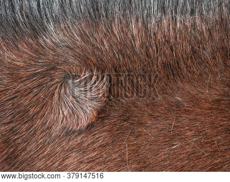 Swirl In Horse Fur. A Typical Distinguishing Atribut Determining The Quality And Value Of An Individ