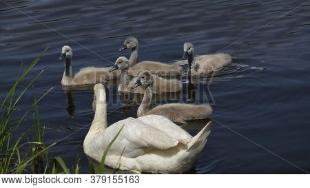 White Swan With Small Swans Near The Shore. Offspring Of Wild Geese In The Reservoir. The Gray Gosli