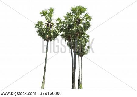 Sugar Palm Trees Or Toddy Palm Isolated On White Background.