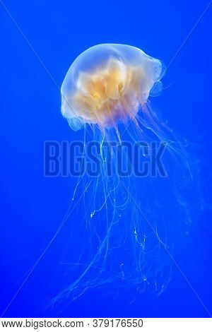 Orange Jellyfish (chrysaora Fuscescens Or Pacific Sea Nettle) In Blue Ocean Water