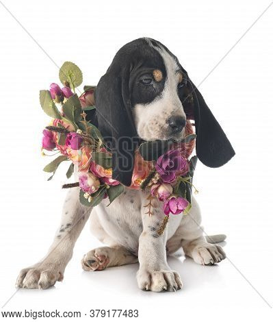 Puppy Bernese Schweizer Laufhund In Front Of White Background