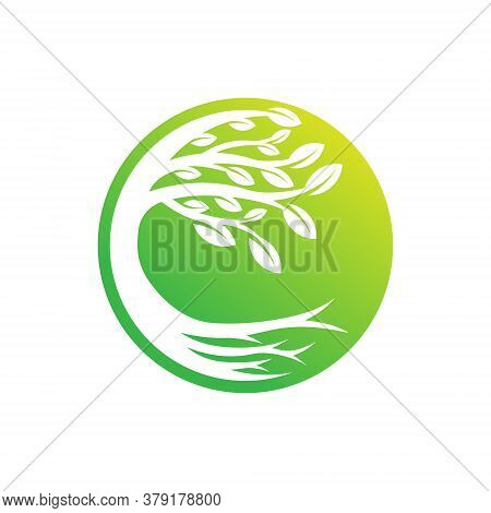Tree. Tree Logo. Tree Logo vector. Tree icon vector. Tree icon. Tree Logo Vector. Decorative Tree Logo. Tree Logo design. Tree Logo vector. Tree Logo icon vector. Tree Sign. Tree Symbol. Abstract Tree logo vector design template illustration.