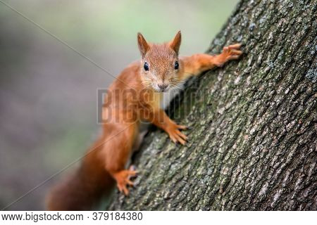 Cute Red Squirrel With Long Pointed Ears In Autumn Forerst