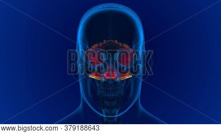 Human Skeleton Skull Occipital Bone Anatomy For Medical Concept