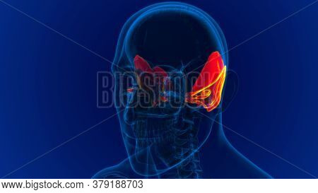 Human Skeleton Skull Temporal Bone Anatomy For Medical Concept