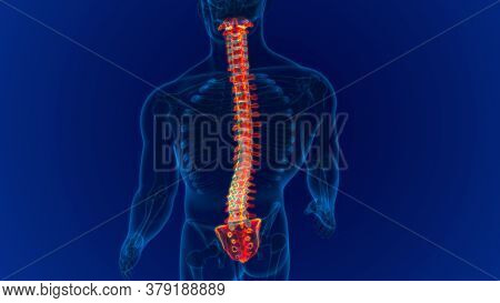 Human Skeleton Vertebral Column Vertebrae Anatomy