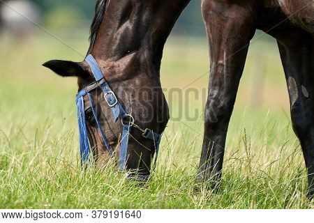 A Valk Color Foal And A Brown Mare In The Field, Wearing A Fly Mask, Pasture, Horse