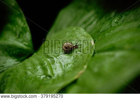 Side View Of Brown Snail Walking On Fresh Green Leaves With Drop Dew After Rain. Garden Snail On Car