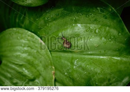 Top View Of Brown Snail Walking On Fresh Green Leaves With Drop Dew After Rain. Garden Snail On Card