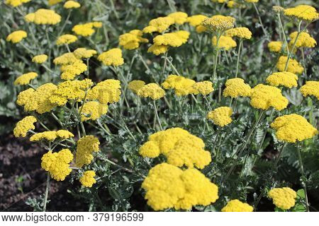 The Picture Shows Fernleaf Yarrow In The Garden