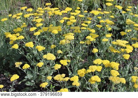 The Picture Shows Fernleaf Yarrow In The Garden