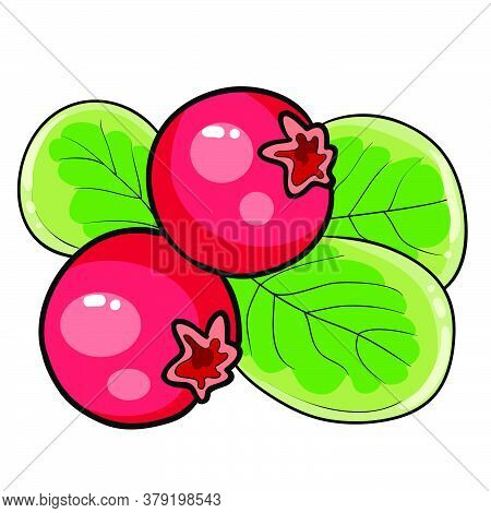 Redberry On A Bush With Green Leaves, Cartoon Illustration, Isolated Object On White Background, Vec