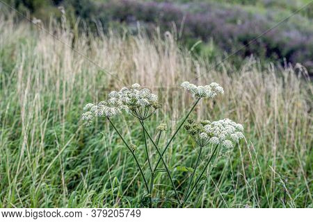 Closeup Of Seed And White Flowers Of Common Hogweed Uncultivated Growing In The Wild Nature. The Pho
