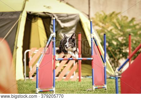 Bluemerle Border Collie Is Jumping Over The Hurdles. Amazing Day On Czech Agility Privat Training