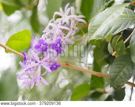Flower Purple Sandpaper Vine Purple Wreath Bouquet Of Five Petals Like Five Pointed Hairy Base Of Th