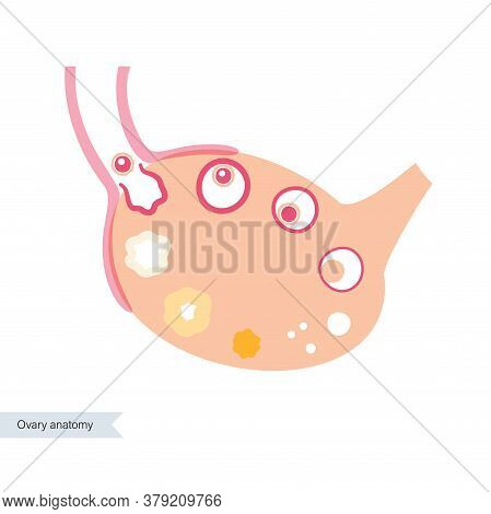 Female Human Ovary Anatomy. Ovum Development Diagram. Pergnancy And Ovulation Stages On Medical Post