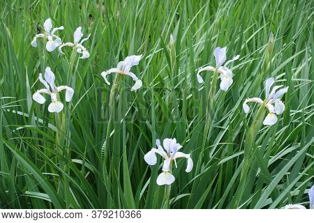 Pastel Violet Flowers Of Irises In Late Spring