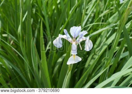 Single Light Violet Of Iris In Late Spring